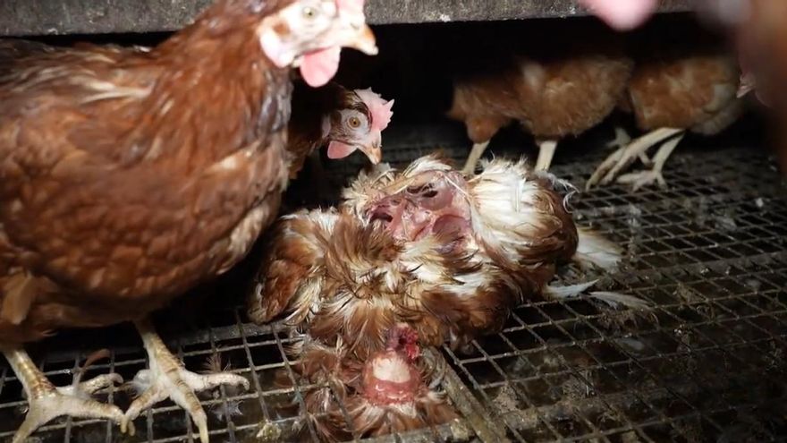 Mallorca's 'horror farm' with animal welfare certificate: Chickens unable to see the sun and lying dead "Rotten"