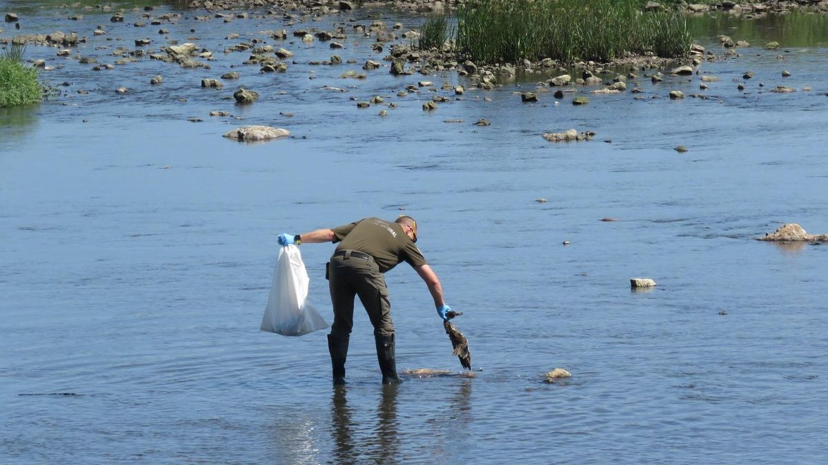 "Catástrofe ambiental" en Suances: muerte masiva de aves en la ría San Martín y preocupación por si afecta a las playas