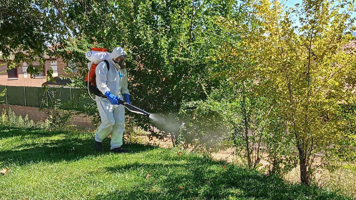 Combatir la proliferación de mosquitos a finales de verano a raíz del cambio climático: aquí algunas recomendaciones