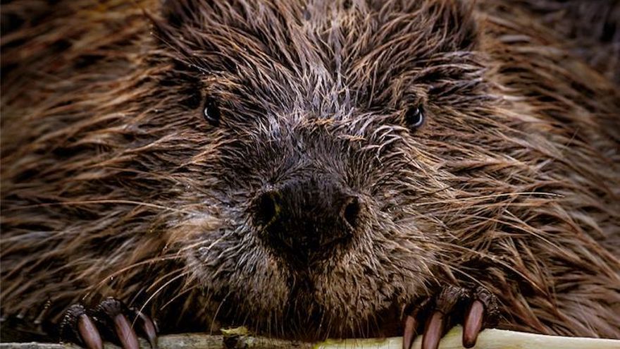 El roedor convertido en héroe climático: Estados Unidos planea usar castores para combatir la sequía y los incendios