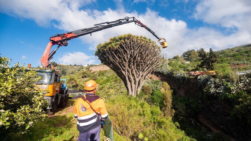 Operarios estudian el Drago de Pino Santo