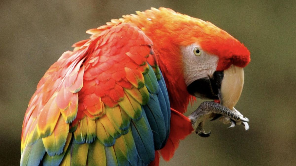 Pesquisa confirma criação de araras no deserto