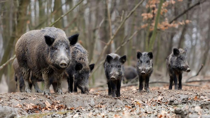 Los cazadores también se revuelven contra la Xunta por la caza sin límite de jabalíes: "La efectividad real es ridícula"