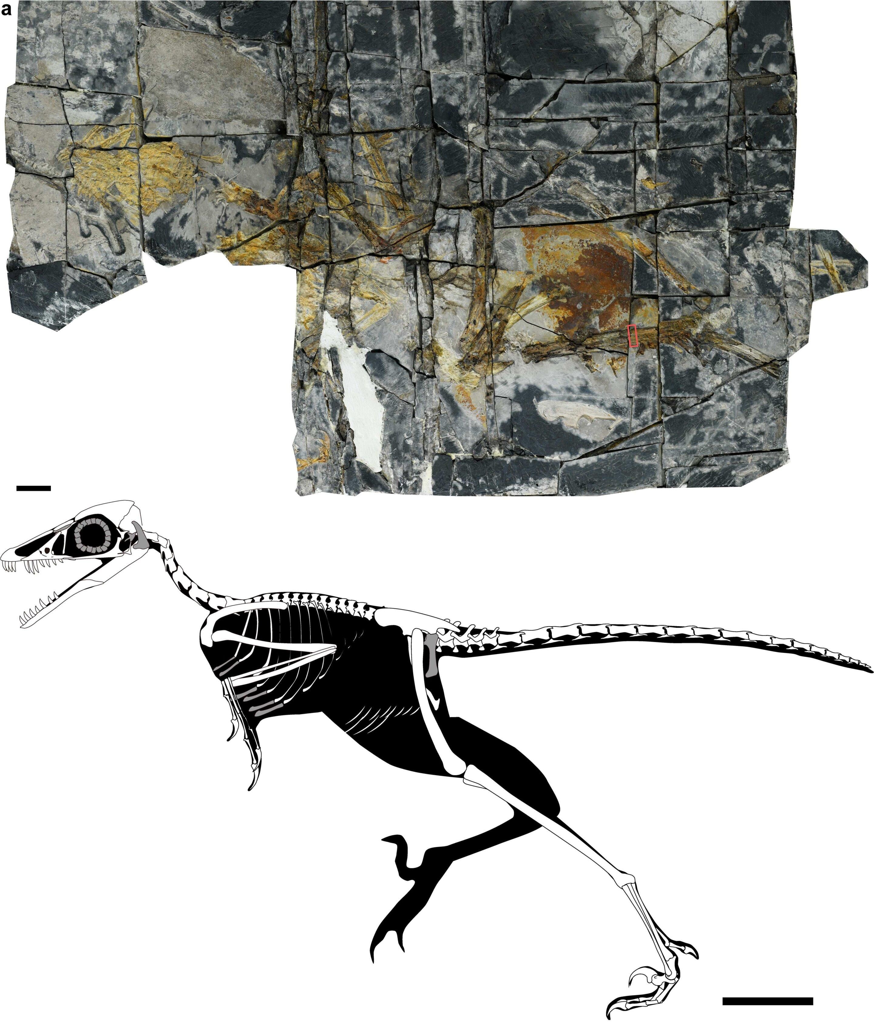 Fotografía del esqueleto fósil de la nueva ave jurásica, Yuezhuornis yangyuanensis, de China