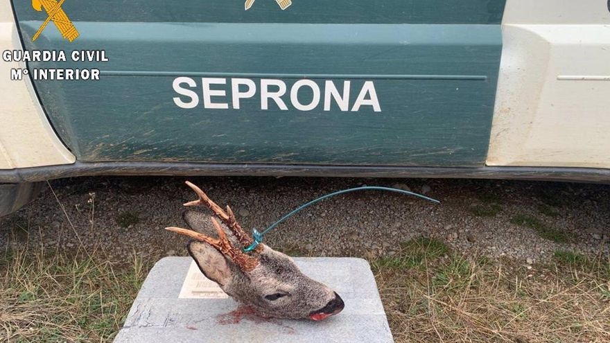 'Trofeo' incautado al cazador furtivo.