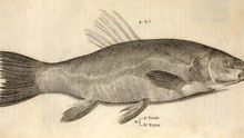 Ilustración de una tenca (Tinca tinca) incluida en la obra de Hippolito Salviani Aquatilium animalium historiae, publicada en Roma en 1554