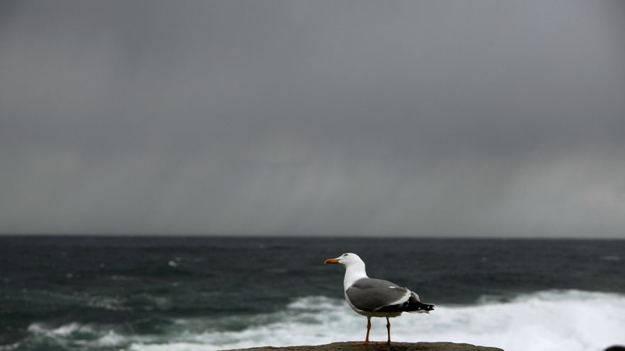 Llanto de gaviota con ciudad ecoinsensible de fondo