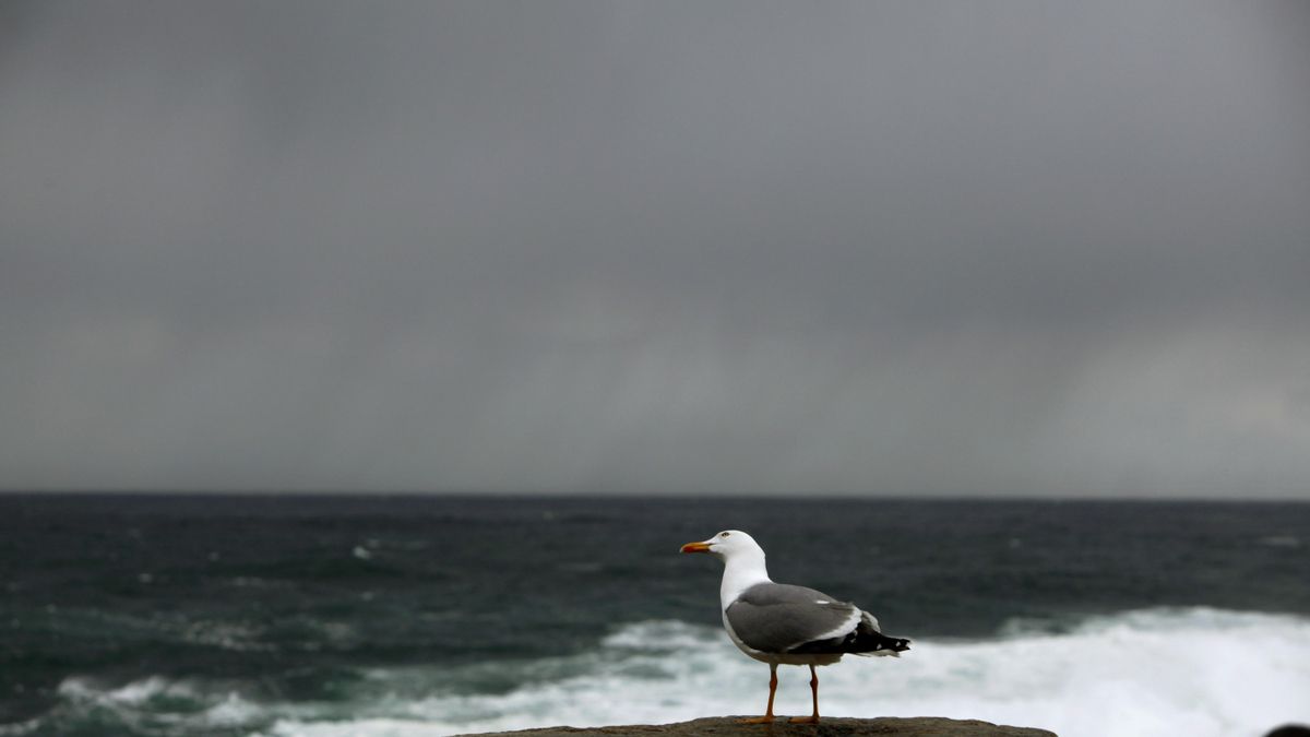 Llanto de gaviota con ciudad ecoinsensible de fondo