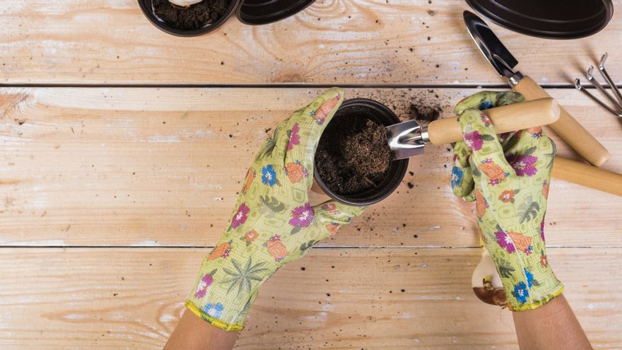 Cómo cultivar la hierba de limón en maceta