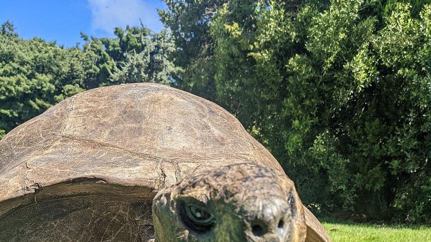 El animal terrestre vivo más longevo del mundo amplía su récord: lleva 194 años en el mundo