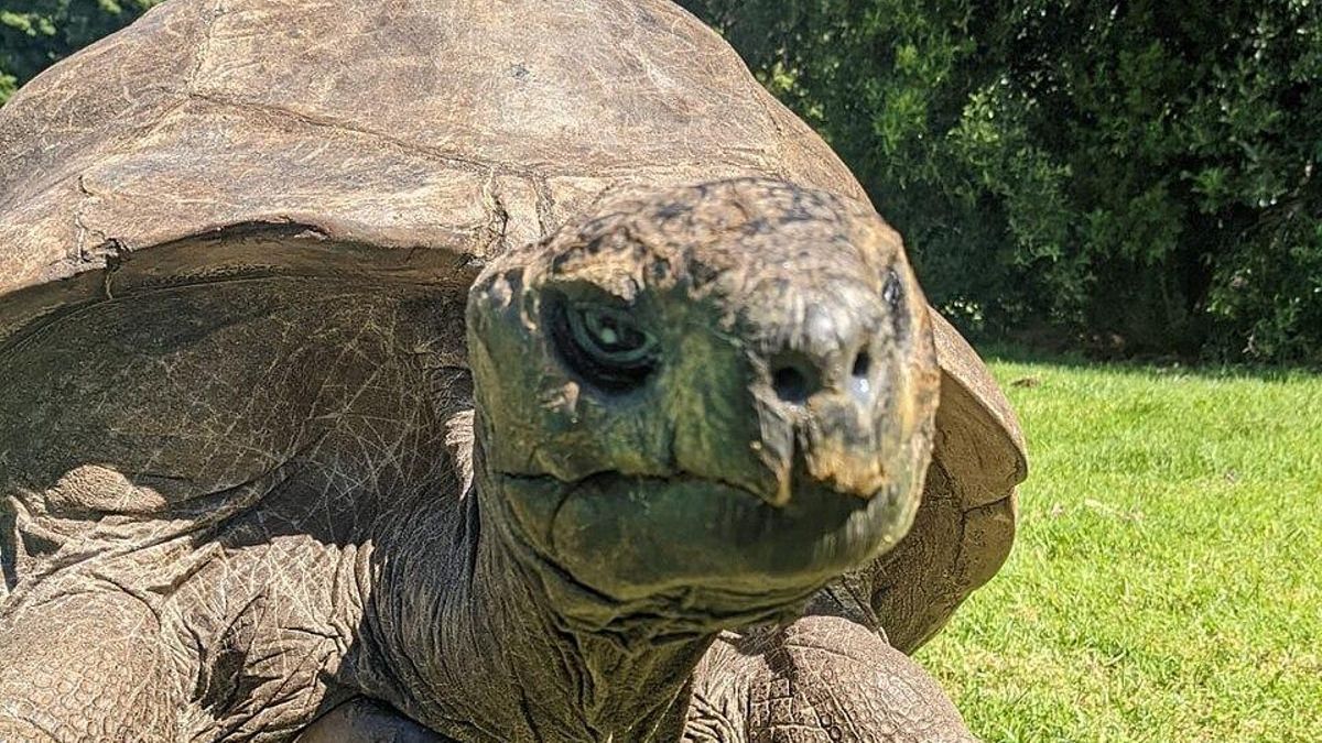 El animal terrestre vivo más longevo del mundo amplía su récord: lleva 194 años en el mundo