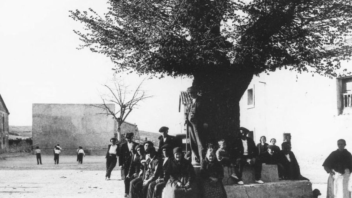 El papel de cohesión social de los olmos históricos de Guadalajara desaparecidos por la grafiosis: "Queremos recuperarlos"