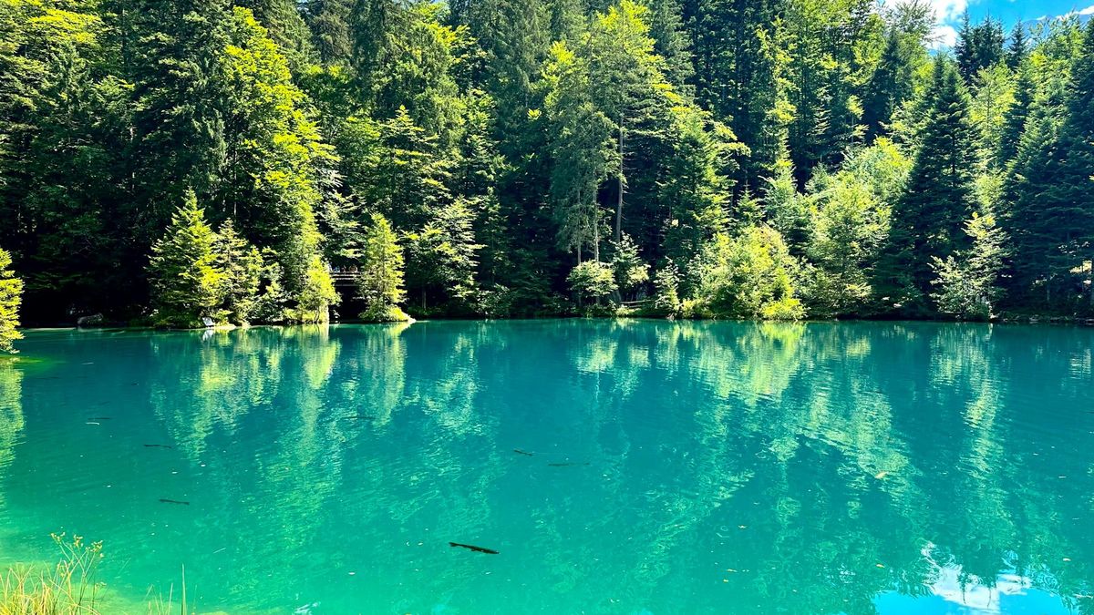 Rodeado de un denso bosque y con agua de manantiales subterráneos de los Alpes, este lago suizo es de los más transparentes del planeta