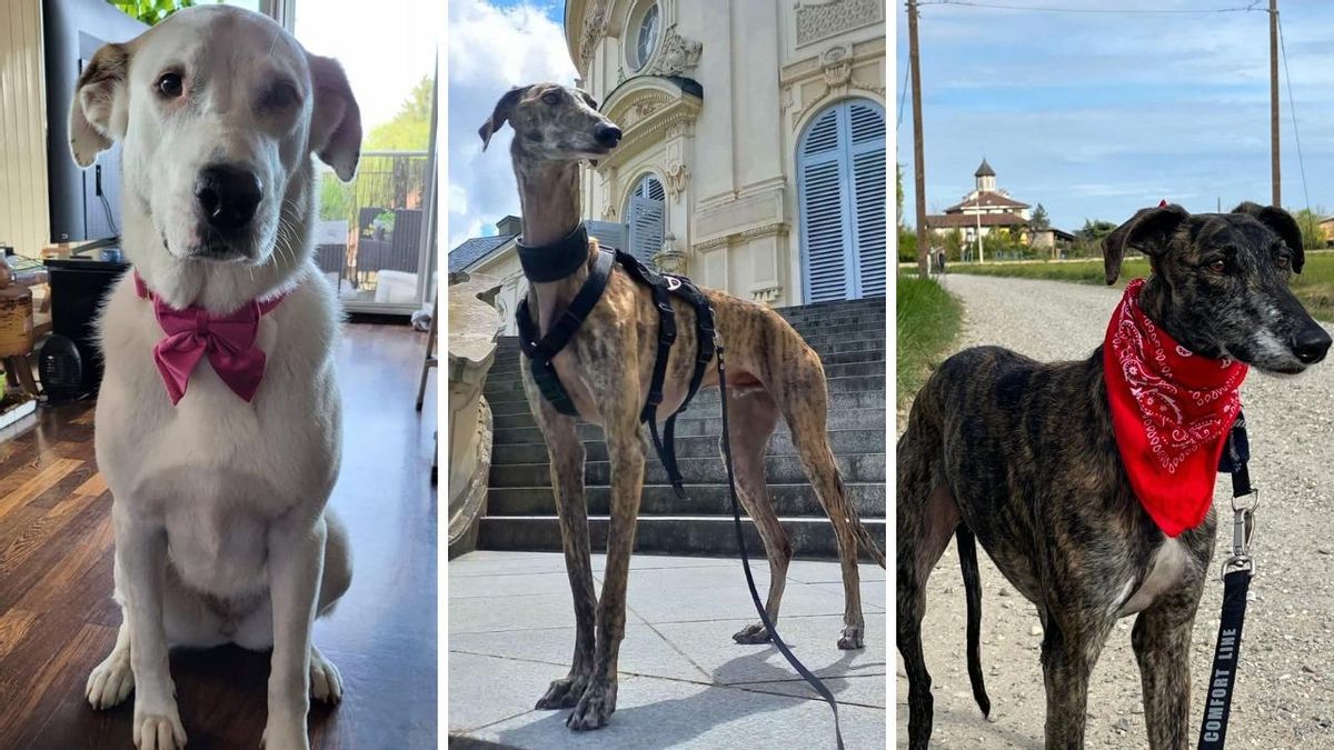 Los perros Estrella, Malek y Faustino, adoptados en Suiza, Italia y Alemania | GALGOS DEL SUR