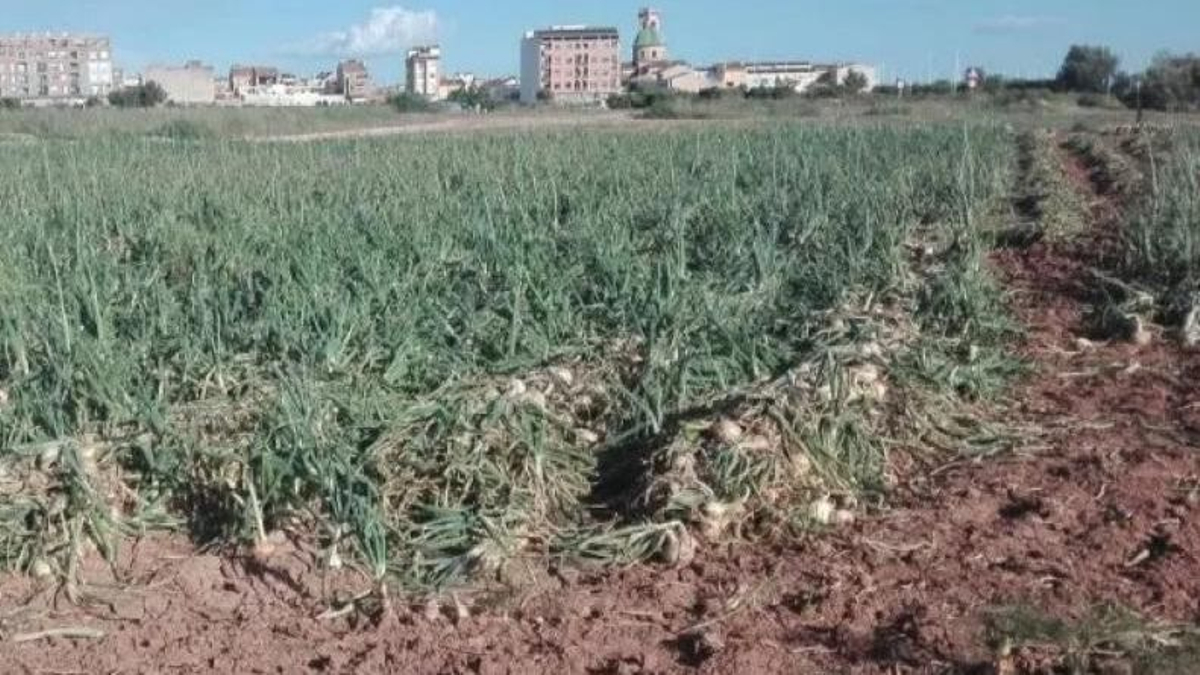 Un campo de cebollas en Valencia, en una imagen de archivo.