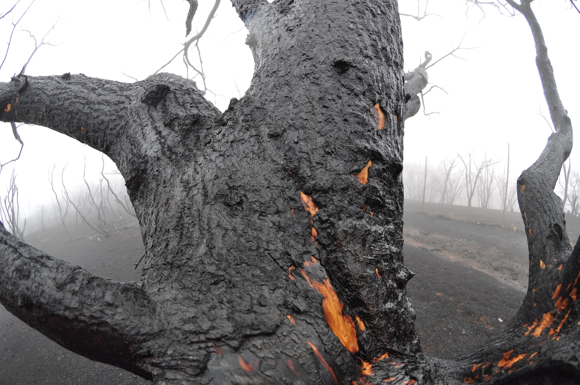 Efectos del incendio en la Cruz de Tejeda. (ÁNGEL SARMIENTO)