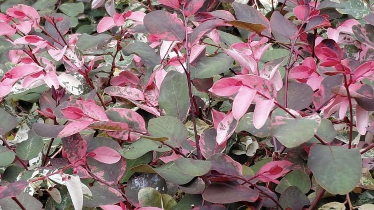El Pompadour (Breynia disthica / Phyllantaceae)