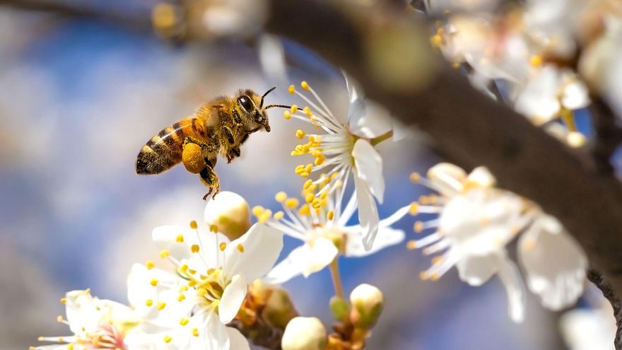 ¿Qué podemos hacer para frenar la extinción de las abejas?