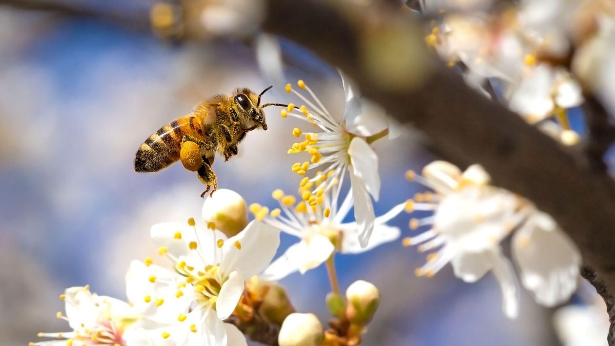 ¿Qué podemos hacer para frenar la extinción de las abejas?