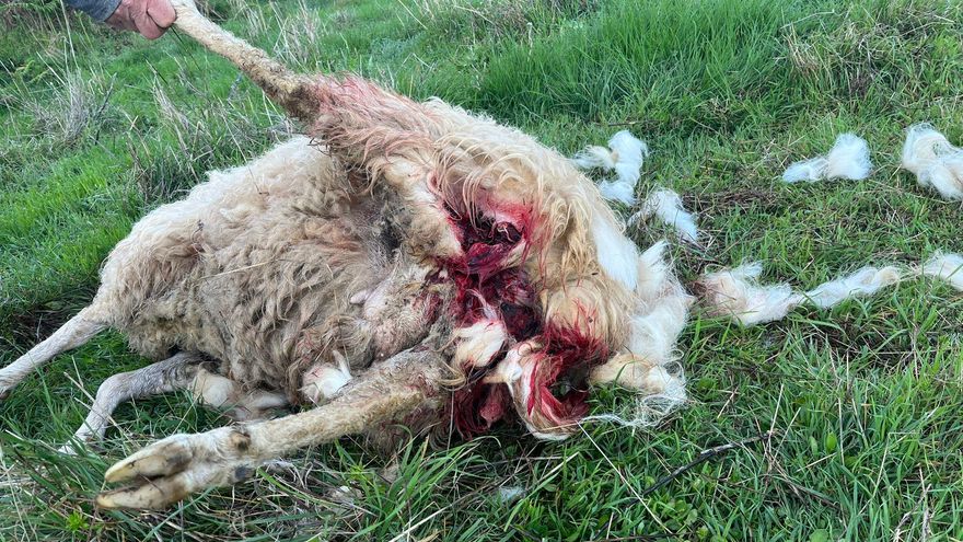 Estado en el que quedó el animal tras el ataque. LA PALMA AHORA