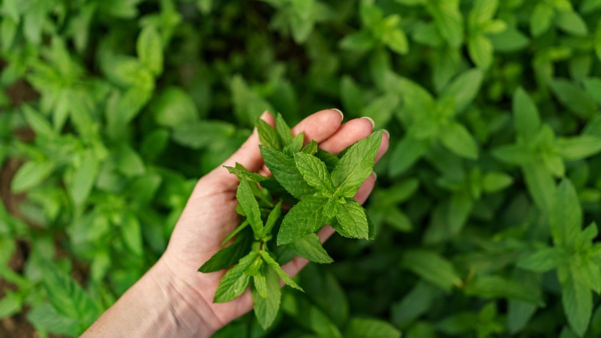 Mentha piperita