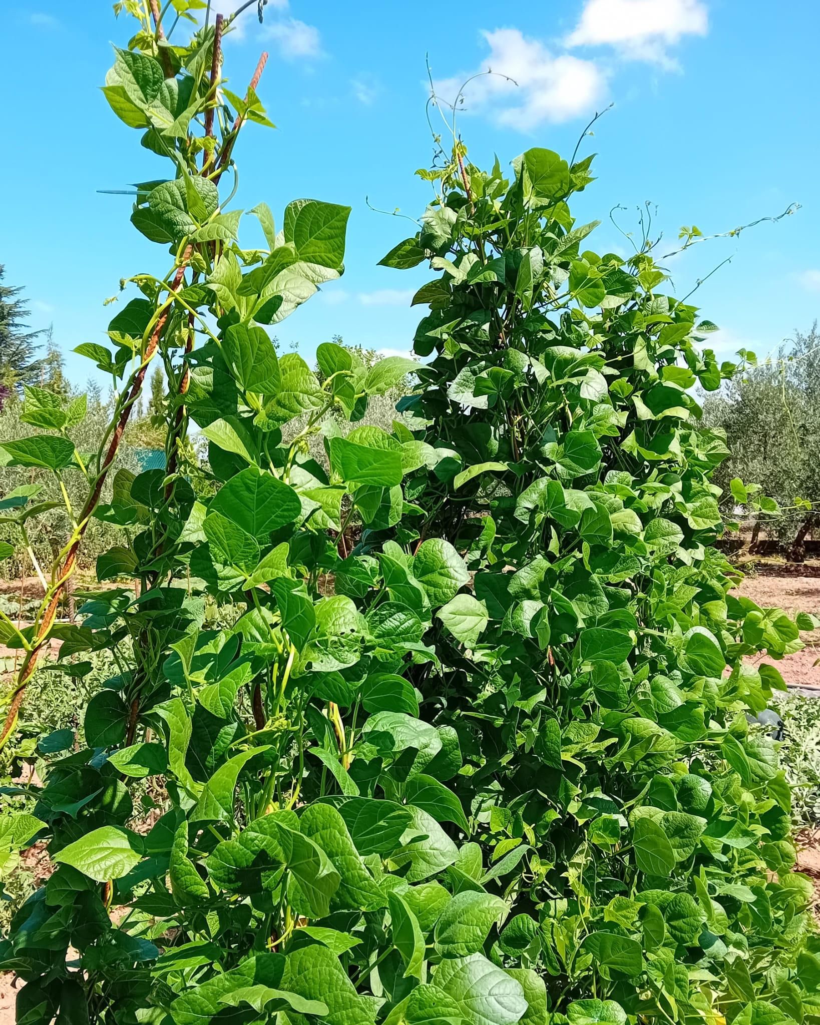 Plantas de cuco fino crecidas