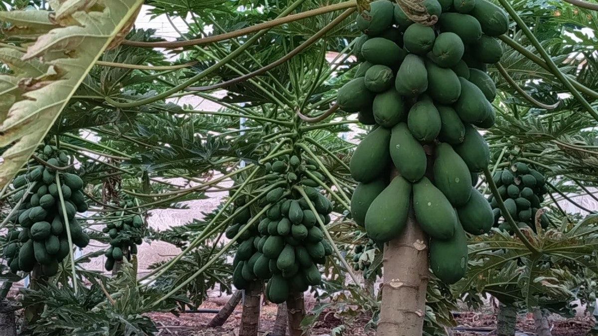 La Cooperativa Agrícola del Norte de Gran Canaria lanza la marca Lairaga Tropical, ‘alma mater’ de su proyecto de frutas subtropicales