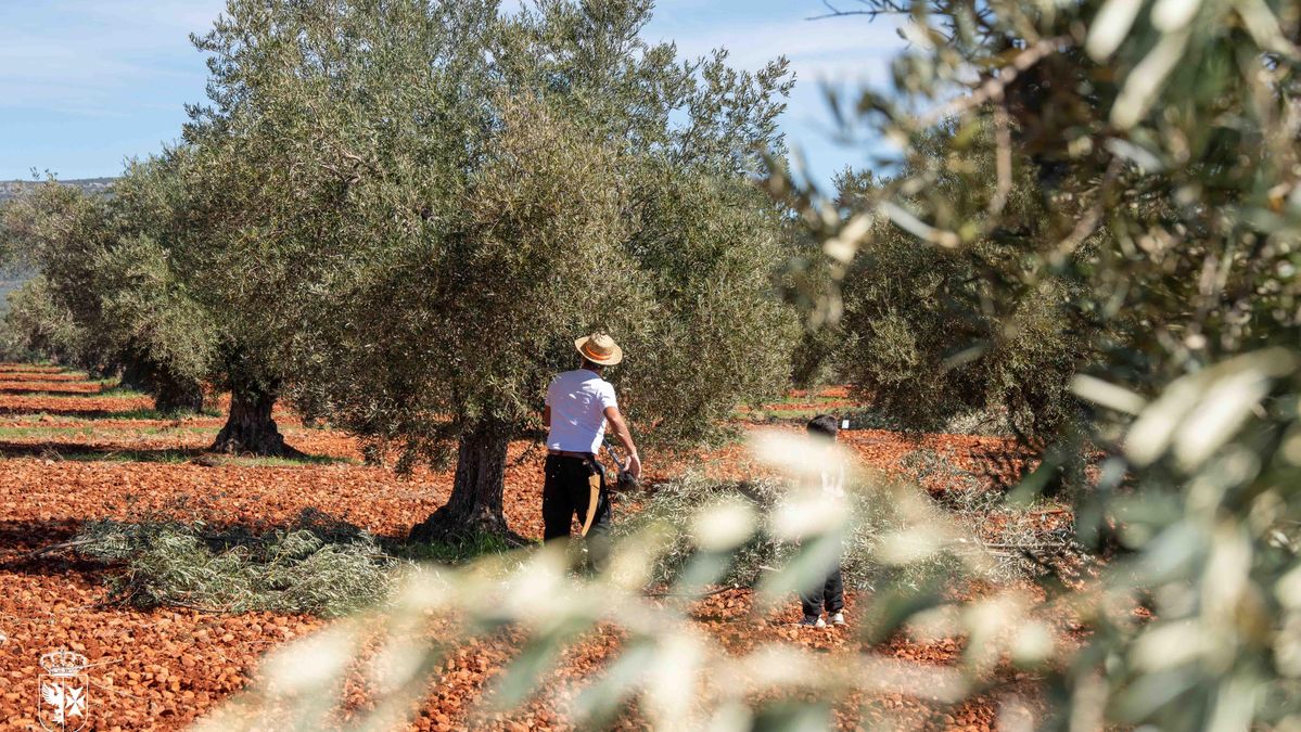 Los Yébenes celebra el XXV Concurso de Poda de Olivo con podadores llegados de toda la geografía española
