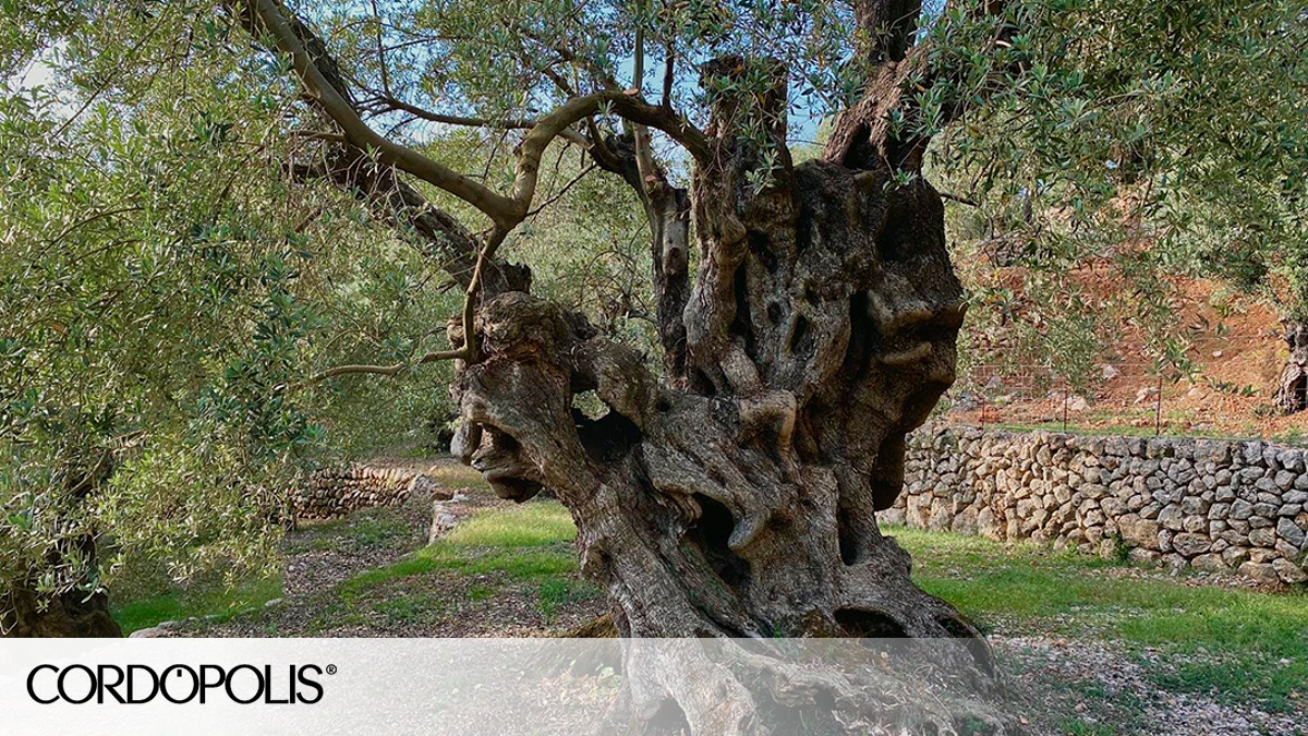 cordopolis.eldiario.es