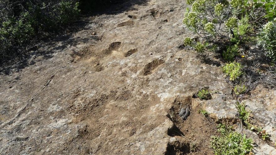 Irune denuncia “un atentado arqueológico” en el Lomo Muerto de Puntagorda