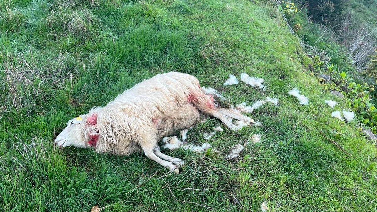 En la imagen, la oveja que mataron los perros este miércoles. LA PALMA AHORA