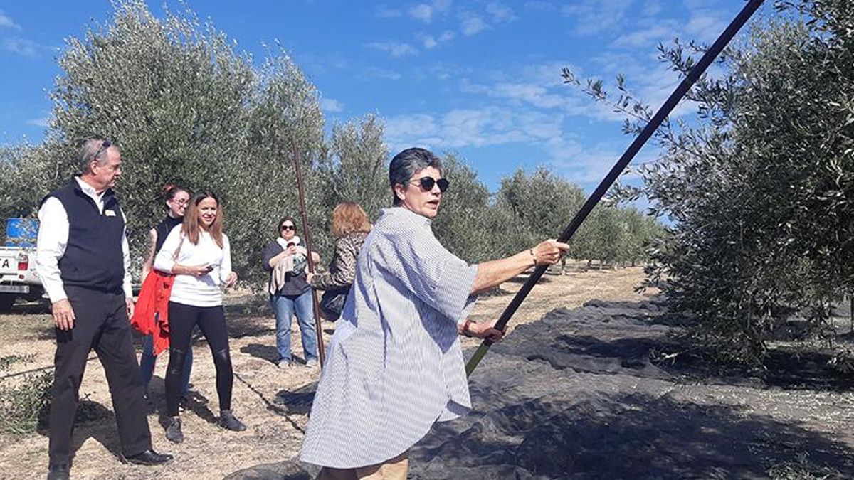 Jaén se vive entre olivos: el oleoturismo se abre camino como motor de desarrollo rural