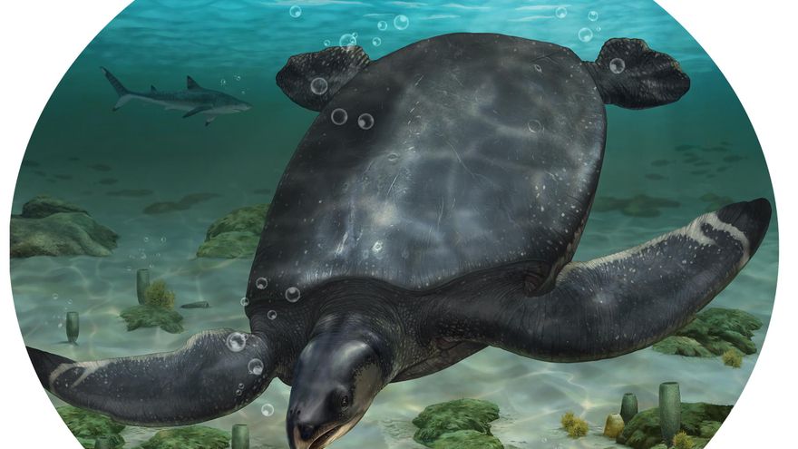 Tan grande como un coche: hallado en Lleida el fósil de una nueva especie de tortuga marina gigante, única en Europa
