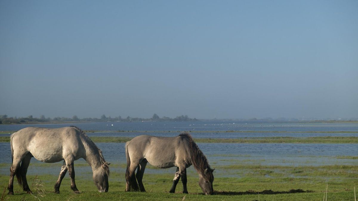 Estampa típicamente frisona. Dos caballos frisones pastan en Lauwersmeer.