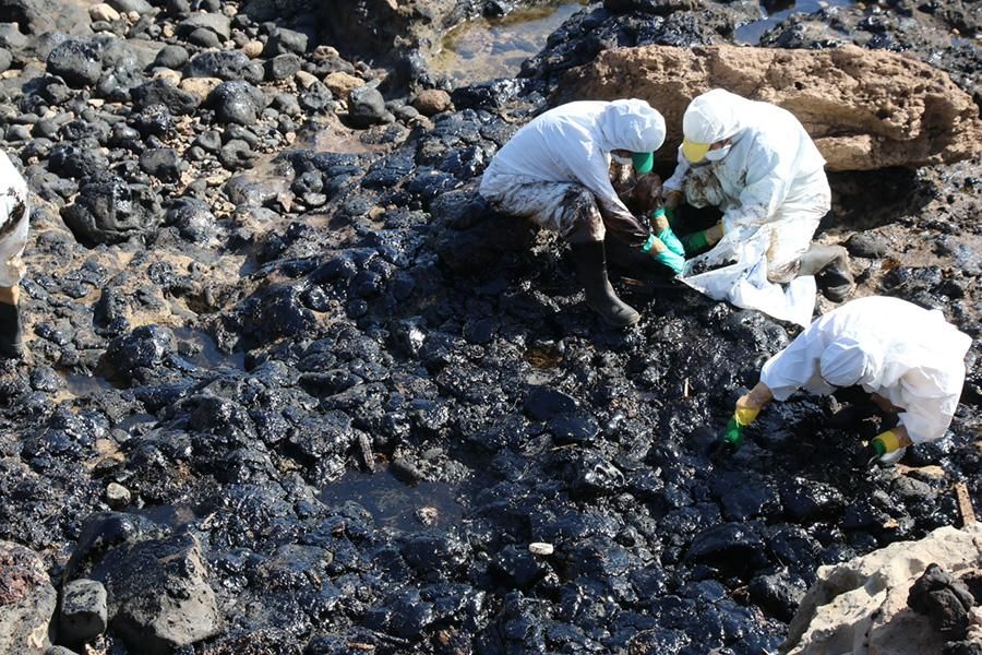 Limpieza de piche en la grancanaria playa de El Cabrón. (Maspalomas Ahora).