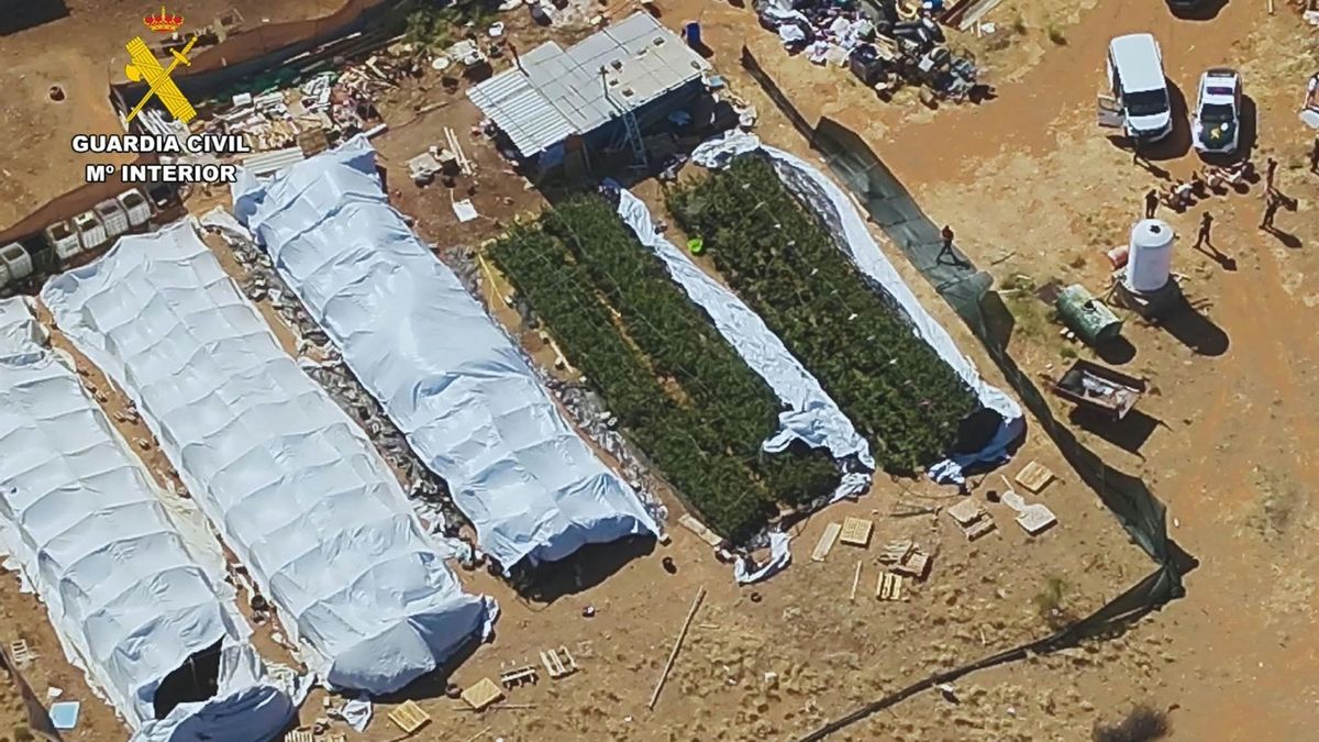 Detenidas siete personas por tráfico de drogas tras localizar un cultivo de marihuana en la localidad zaragozana de Aguarón