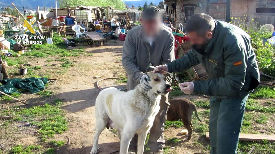 Localizan al dueño de unos cachorros abandonados en contenedores de basura a través del ADN de los perros