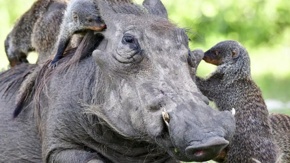 Un estudio revela que animales de distintas especies se comunican y la colaboración les ayuda a encontrar alimento