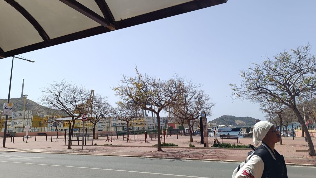 Los delfines viajan en autobús