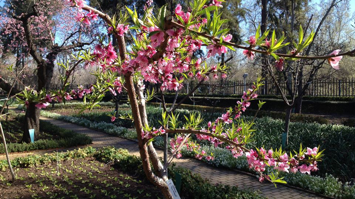 El Jardín Botánico abrirá este sábado tras su cierre por el temporal