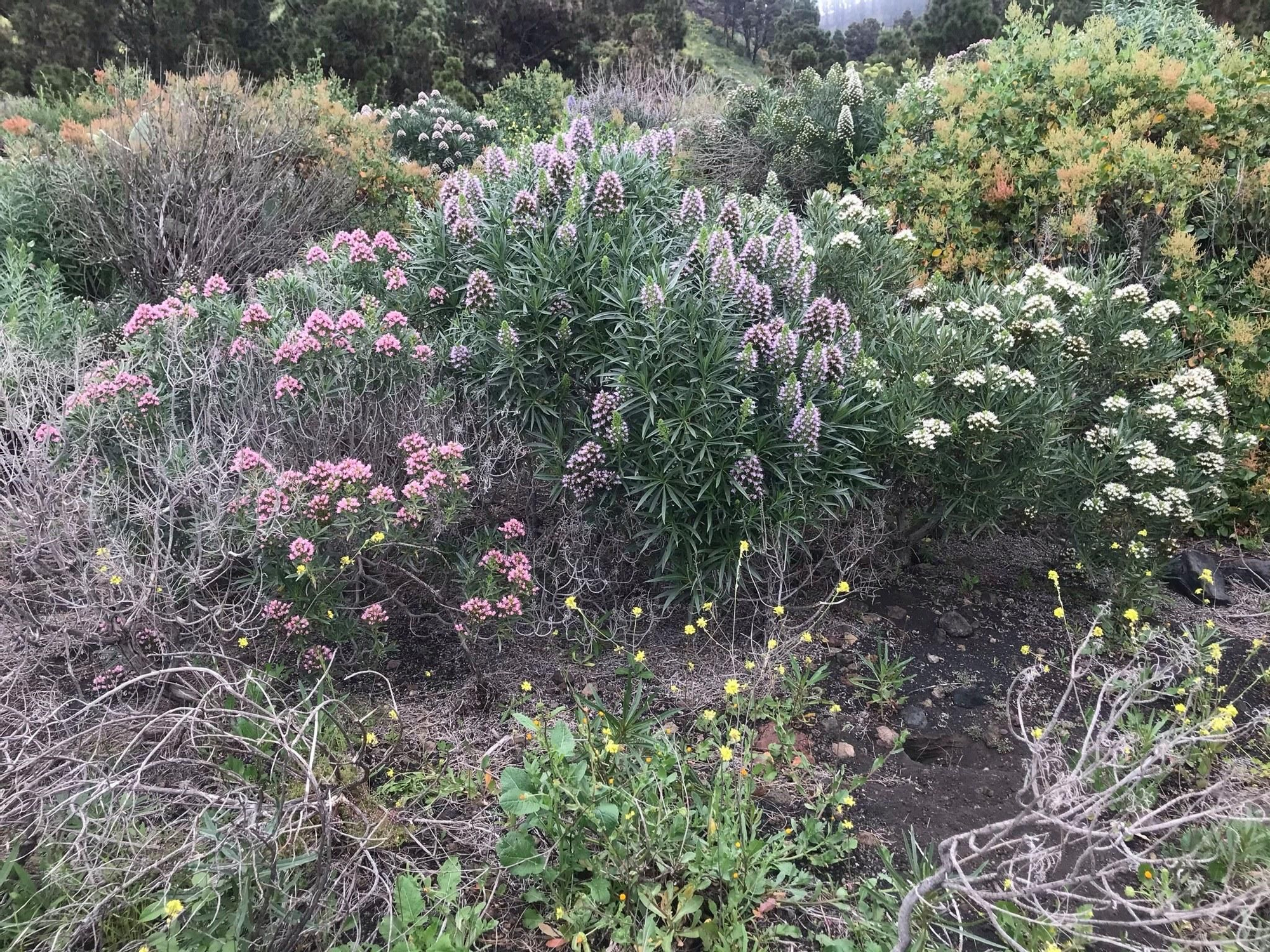 Floración en las zonas de medianías y costas. JORGE PAIS