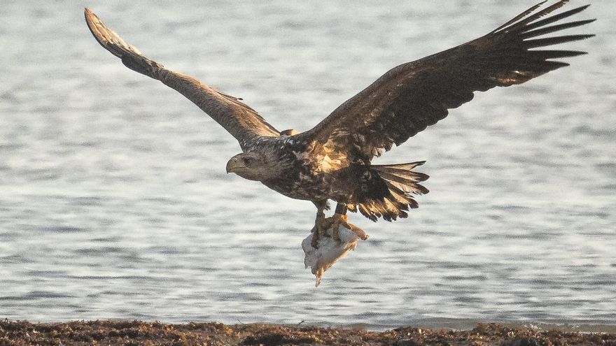 El mal regreso del águila de cola blanca a Inglaterra tras 240 años extinta: ya hay tres desapariciones investigadas y el debate por posibles ataques