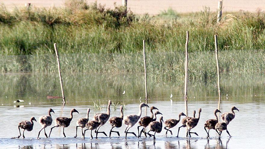 Todo lo que no sabes de Doñana, uno de nuestros parques naturales más emblemáticos y atractivos