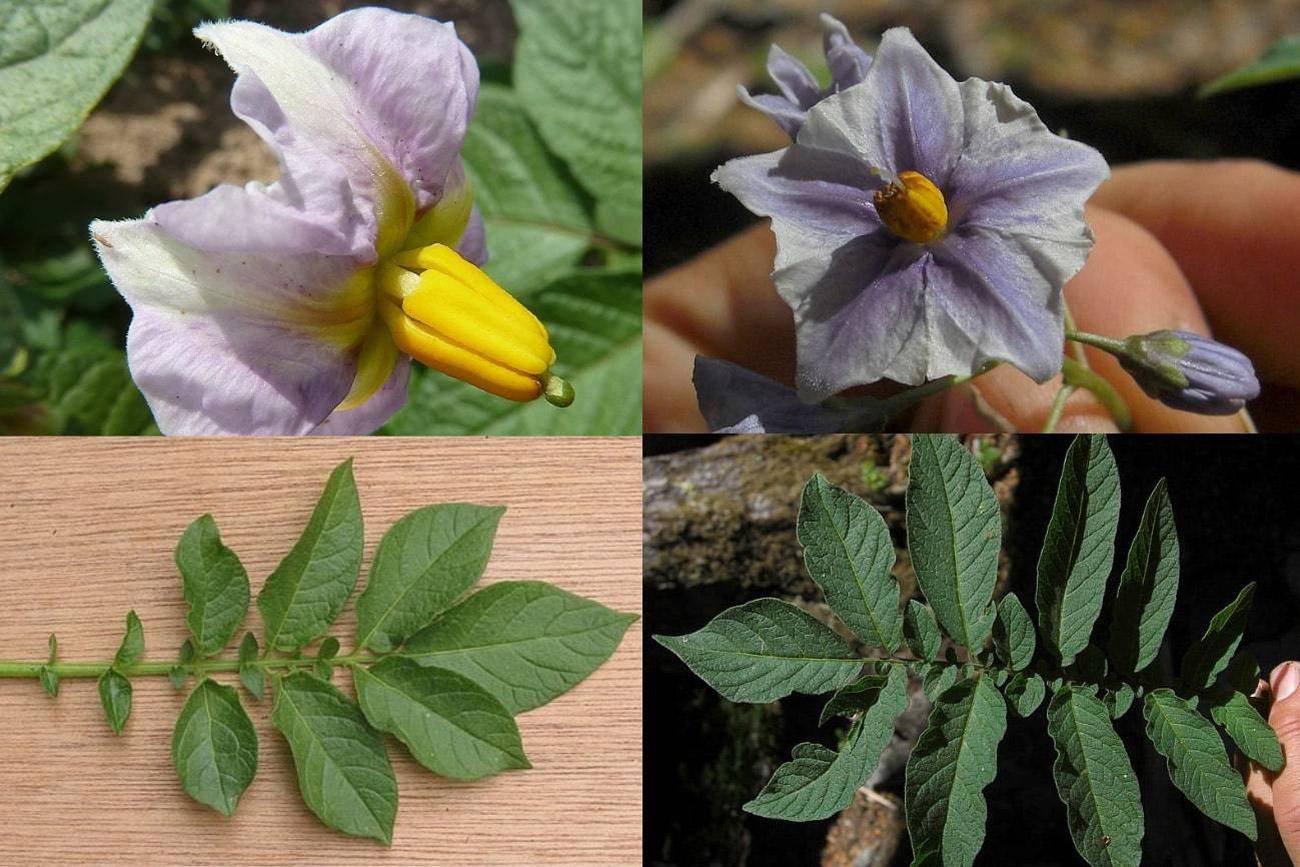 Comparacion de la flor y las hojas de la planta de la patata y de la especie 'Etuberosum' (a la izquierda).