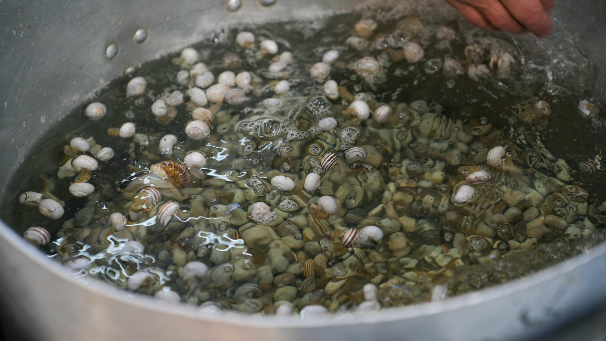 Inicio oficial de la temporada de caracoles