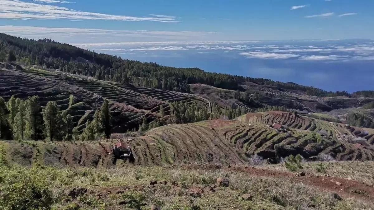 El proyecto Agroforestales de La Palma impulsa la recuperación del paisaje agrícola tradicional para fortalecer la resiliencia del territorio