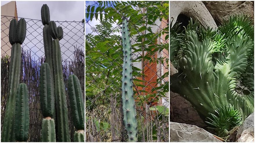 A la izquierda y en el centro, cactus de gran tamaño en Esta es una plaza; a la derecha, extraña cristación