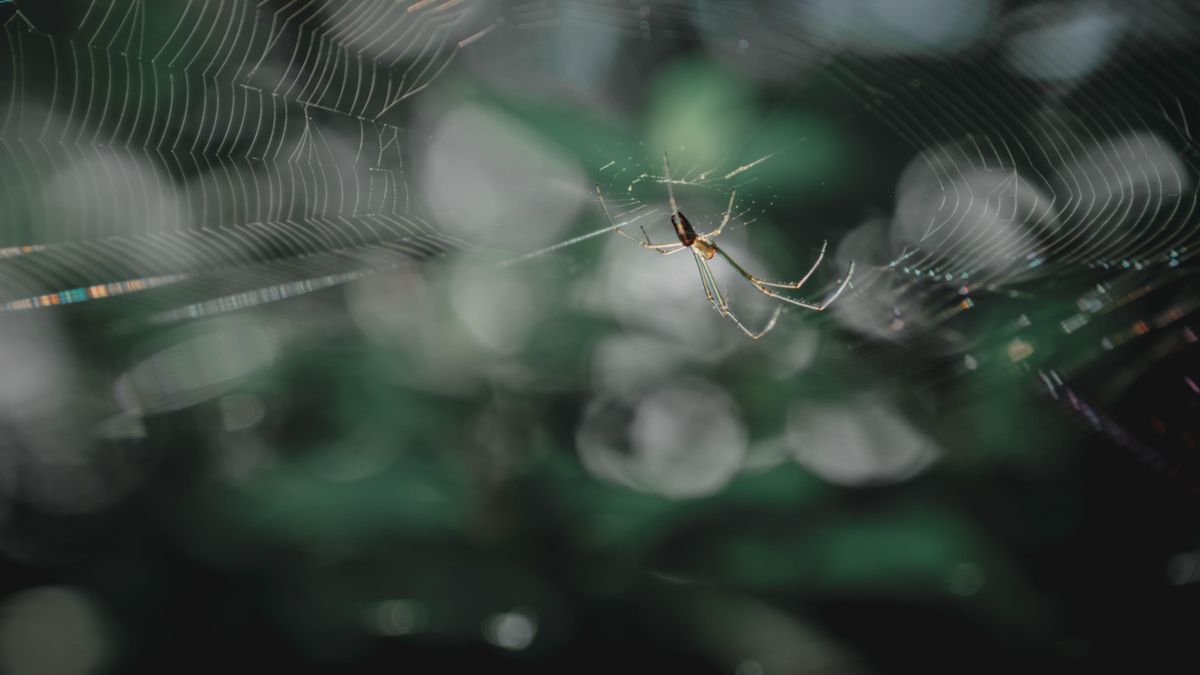 Algunas especies de araña persiguen o acechan a los insectos sin construir telas fijas, mientras otras levantan estructuras adhesivas adaptadas