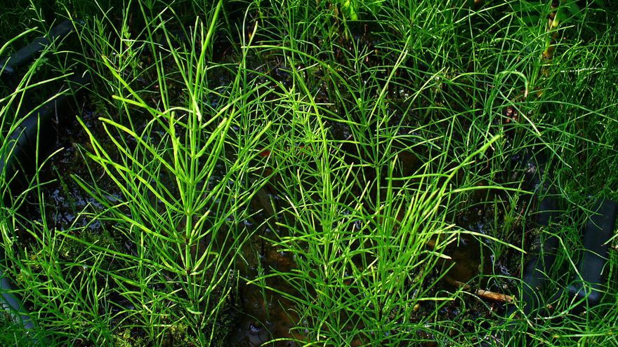 La investigación sobre una planta de 400 millones de años descubre un tipo de agua tan singular que desafía las clasificaciones actuales