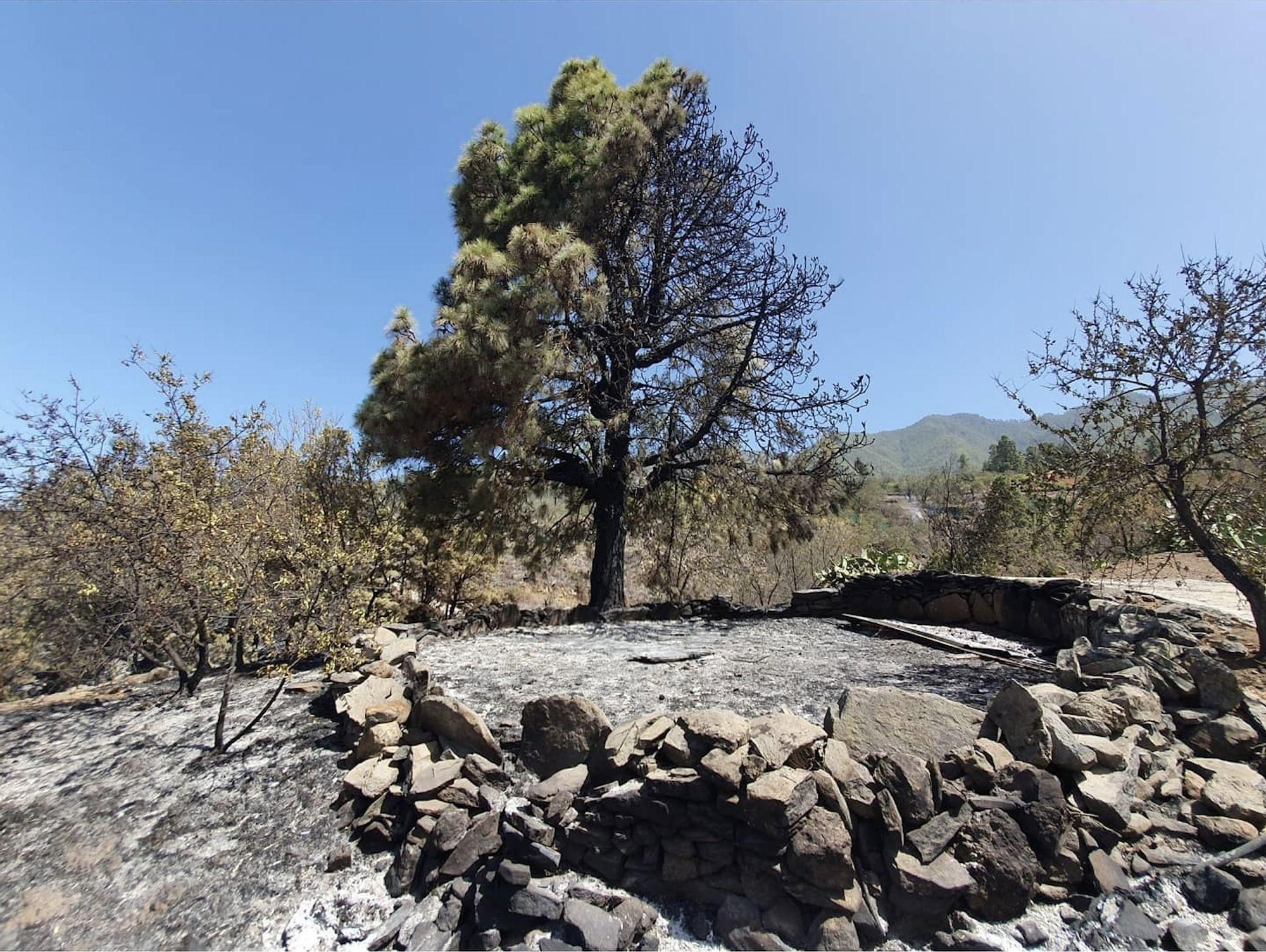 Zona afectada por el incendio de Tijarafe. Foto: ML